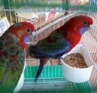 Pennat Rojo